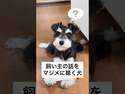 【ミニチュアシュナウザー】話しかけると一生懸命聴いてくれる犬 #shorts # #ペット動画 #犬のいる暮らし #いぬのきもち #かわいい犬 #いぬ