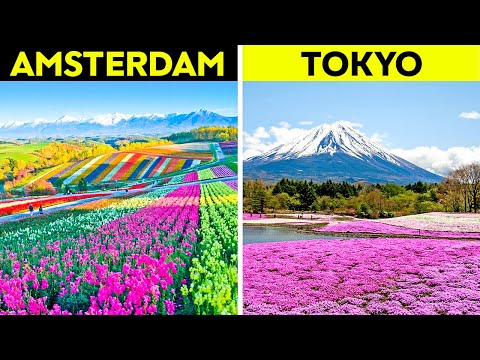 Most BEAUTIFUL Flower Fields Everyone MUST See..