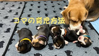 [ビーグル]子犬の育児方法(コマ)