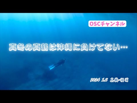 【2024年新年初潜り】真冬の真鶴・福浦でスキンダイビング（スノーケリング）！透明度２０ｍ以上！沖縄の海に負けてない！