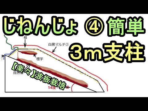 【楽々】波板で自然薯ななめ栽培 ④超簡単 ３ｍ支柱立て 無農薬 半自給自足