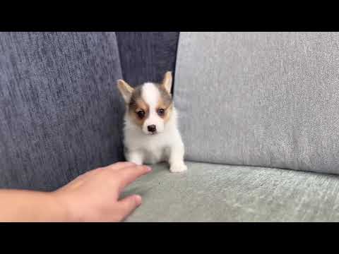 Pembroke Welsh Corgi - Alivia