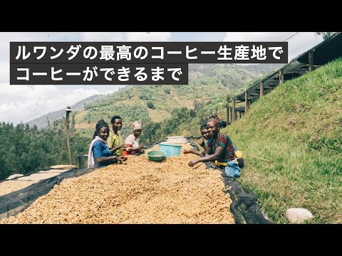 ルワンダの最高の生産地でスペシャルティコーヒーができるまで【シーラ精製所】