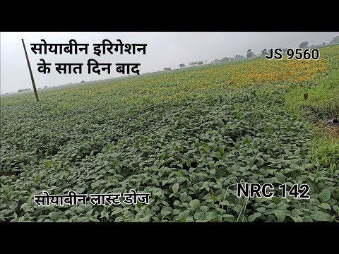 सोयाबीन इरिगेशन के सात दिन बाद लास्ट डोज। NRC 142 JS 9560