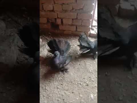 black#amarcm #laka #kabootar #fancy #pigeon #wirel#wirel#youtube#  video