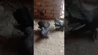 black#amarcm #laka #kabootar #fancy #pigeon #wirel#wirel#youtube#  video