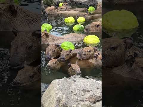 赤ちゃんカピバラも堪能 露天風呂(伊豆シャボテン動物公園) #capybara #Shorts