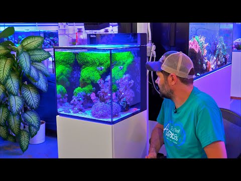 The Nano Reef Tank Under Blue Lights & Answering FAQ