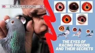 The eyes of racing pigeons and their secrets - 🇬🇧  ENGLISH VERSION 🇺🇸