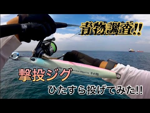 【ショアジギング】坂ノ市一文字で青物調査！！