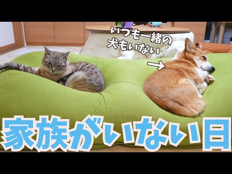 甘えん坊マザコン猫に１日お留守番してもらったらこうなりました