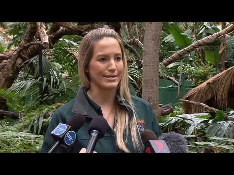 MEET: A rare kangaroo who lives in a tree born at the zoo