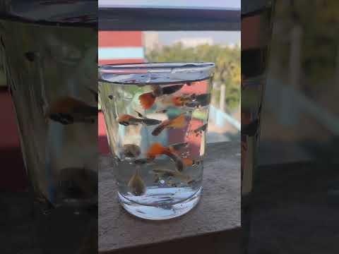 beautiful mix guppy