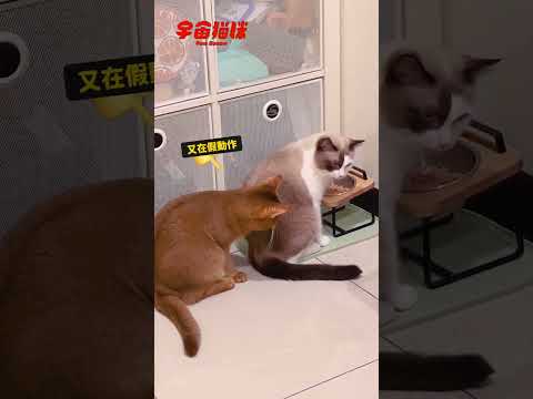 黑魯在吃飯 一直被魯比偷咬屁股??? #宇宙貓咪 #cat #shorts #shortstw