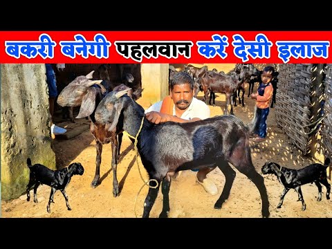 बकरी हो जाएगी पहलवान देसी खुराक मेरे तरीके से | Bakri ka desi ilaj | Goat farming