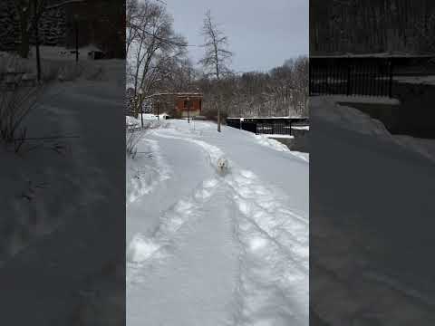 Dog running on snow #puppy #shorts #ytshorts #dog