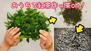 【和紅茶】おうちで紅茶の作り方【日本茶】