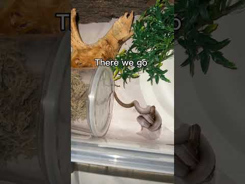 The perfect coil - Tanzanian house snake feeding