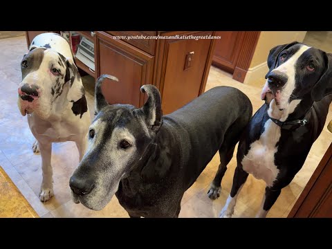 Funny Great Danes Can't Wait To Sample Snowflake Mac & Cheese