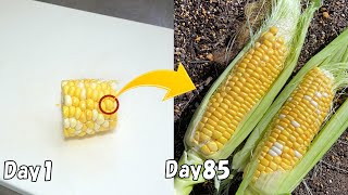 How to regrow corn from store-bought corn