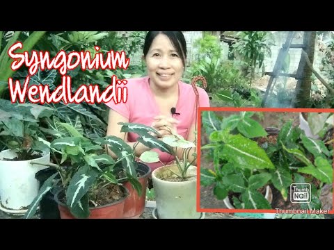 How to Make Bushier + Care Tips and Propagation for Syngonium Wendlandii (updated version English)