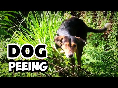 dog peeing 🐈 dog peeing outside | dog sniffs outside and naturally urinates on the plant #dogpeeing