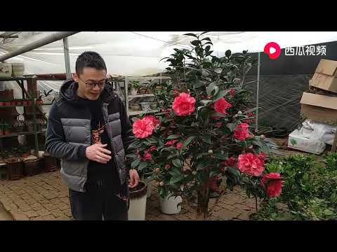 茶花养不好，黄叶，掉叶，掉花苞这是为什么呢？兵哥告诉你