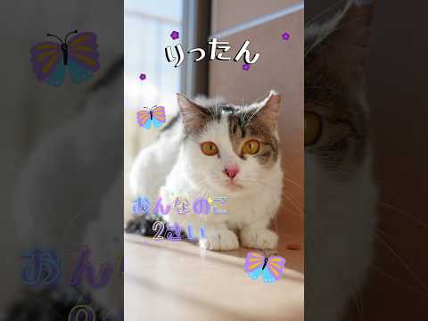 【譲渡動物紹介】りったん01 #shorts #猫 #cat #川崎市 #animamallかわさき #保護猫 #動物保護施設 #里親募集 #猫のいる暮らし