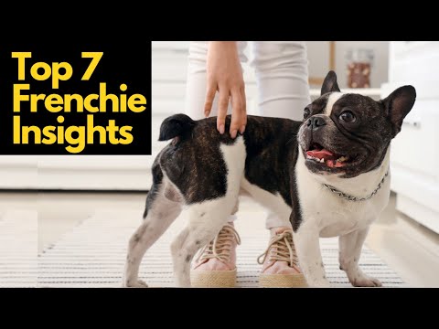 7 Things Only French Bulldog Owners Understand