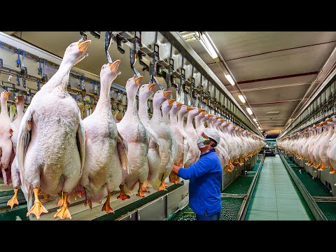 How Millions Of Geese Are Raised For Their Meat, Liver, And Feathers In Europe - Goose Liver Process