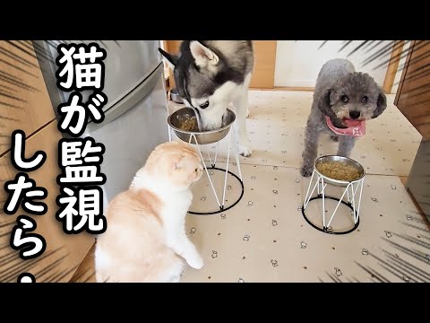 犬がご飯を食べないので猫が監視した結果こうなった...