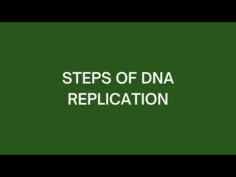 Steps of DNA Replication