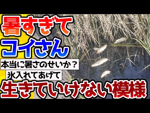 【2ch動物スレ】今年の日本、暑すぎて川のコイさんが生きていけない模様【なんj】 #生き物 #2ch