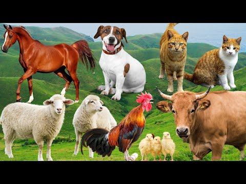 Farm Animal Food: Dog, Sheep, Cow, Cat, Pig, Chicken, Duck, Horse, Fish - Animal Moments