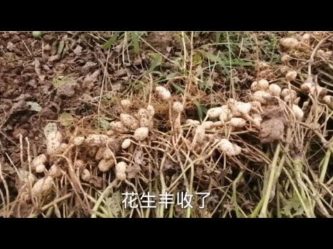 十月一中秋佳节来农村体验一下吧！金秋花生大丰收，农民真不易，