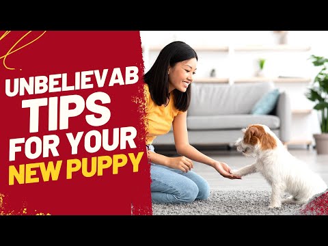 Important Things to Teach Your New Puppy (I Wish I Knew This Before)