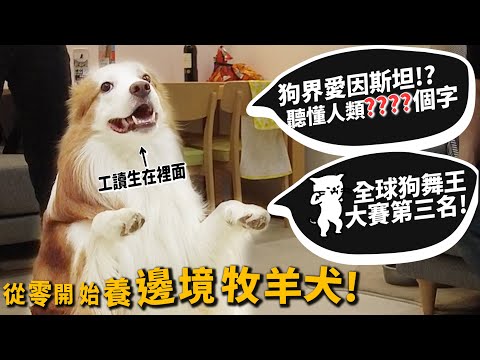 【從零開始養】邊境牧羊犬!狗界愛因斯坦!可以聽懂人類多少字?狗界舞王第三名!【許伯簡芝】Border Collie