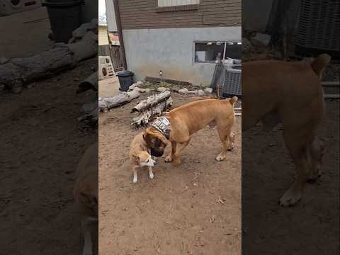 Saying hi to Drax Boerboel 🐶