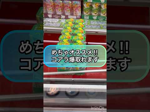 【クレーンゲーム爆取れ‼︎】回遊館岐阜店でコアラ大量ゲット！！