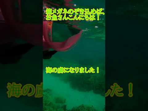 【石垣島】2歳3歳5歳！家族みんなで楽しむから意味がある♪9月26日シュノーケリングツアー動画