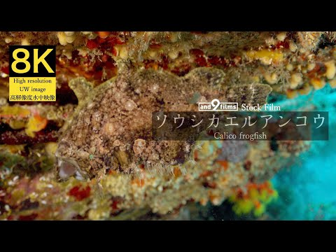 【8K 水中映像】ソウシカエルアンコウ / Calico frogfish / Antennarius scriptissimus