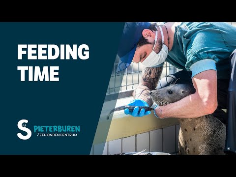 Feeding time at Zeehondencentrum Pieterburen