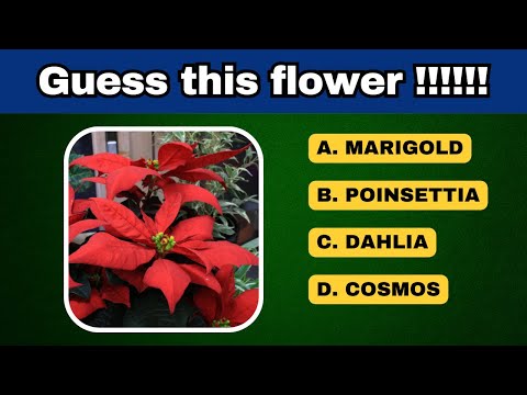 Guess the Flower! Can You Identify These 27 Common Flowers?