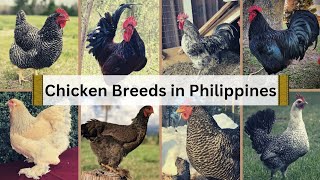 Best Heritage Chicken Breeds in the Philippines 🐓🇵🇭 with Characterisation in English Subtitles