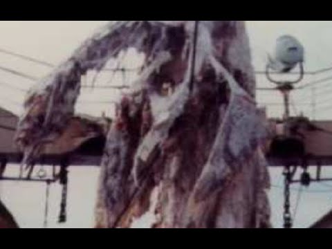 3 More Sea Monster Carcasses and Their Explanations