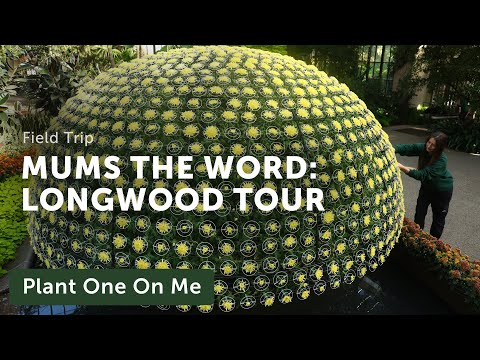 Longwood's CHRYSANTHEMUM Exhibit + 1,000-BLOOM Mum — Ep. 349