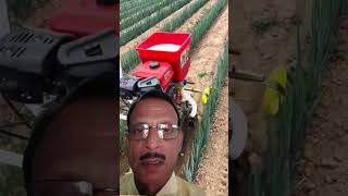 Green Onions technical farming. hare pyaz ki unnat kheti #shortsvideo #shortsinhindi #shortsfeed