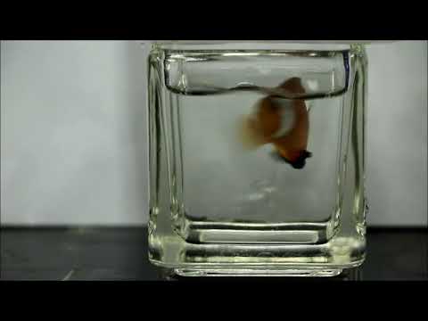 人工焦糖馬鞍小丑Caramel Saddleback  Clownfish（Captive-Bred，Hybrid）use2k