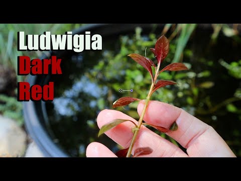 The Coolest Red Aquatic Plant Great For Beginners! Ludwigia Dark Red 🌱❤️🌿