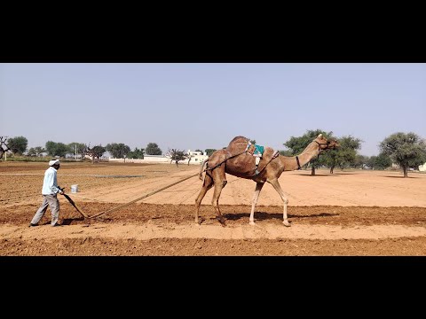 Farming with Camel 🐪